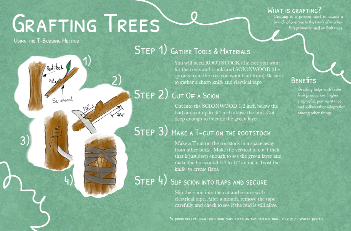 Tree Grafting Info Graphic